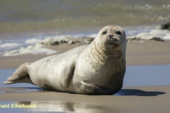 TERSCHELLING