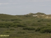 DE BOSCHPLAAT