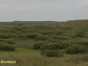 DE BOSCHPLAAT