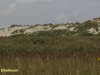 DE BOSCHPLAAT