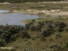 HET DUINGEBIED OP WEST