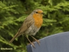 ROODBORST