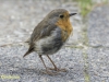 ROODBORST
