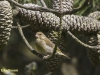 VINK