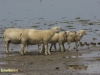 WAD SCHAPEN