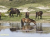 WILDE PAARDEN
