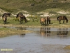 WILDE PAARDEN