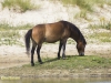 WILDE PAARDEN
