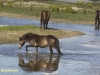 WILDE PAARDEN