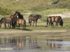 WILDE PAARDEN