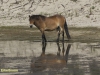 WILDE PAARDEN