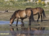 WILDE PAARDEN
