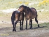WILDE PAARDEN