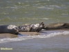 ZEEHOND