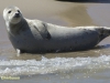 ZEEHOND