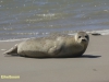 ZEEHOND