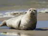 ZEEHOND