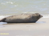 ZEEHOND