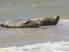 ZEEHOND