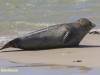 ZEEHOND