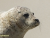 ZEEHOND
