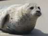 ZEEHOND