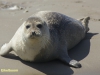 ZEEHOND