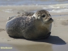 ZEEHOND