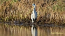 BLAUWE REIGER 2019