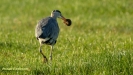 GROTE BLAUWE REIGER 2019