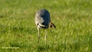 GROTE BLAUWE REIGER 2019