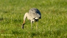 GROTE BLAUWE REIGER 2019