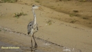 BLAUWE REIGER 2018