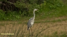 BLAUWE REIGER 2018