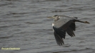 BLAUWE REIGER 2018