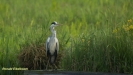 BLAUWE REIGER 2017
