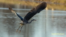 BLAUWE REIGER 2019