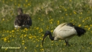 HEILIGE IBIS 2016