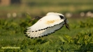 HEILIGE IBIS ( 2018)