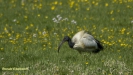 HEILIGE IBIS 2016