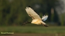 HEILIGE IBIS ( 2018)