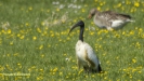 HEILIGE IBIS 2016