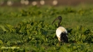 HEILIGE IBIS ( 2018)