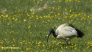 HEILIGE IBIS 2016