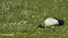HEILIGE IBIS 2016