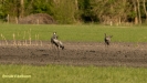KRAANVOGELS 2020