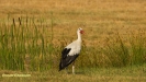 OOIEVAAR 2018