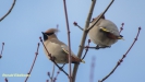 PESTVOGEL 2017