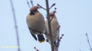 PESTVOGEL 2017