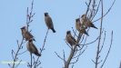 PESTVOGEL 2017